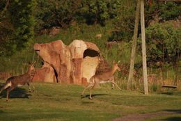 Image of Mountain Reedbuck