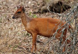 Image of Natal Duiker