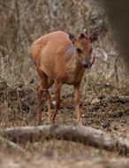 Image of Natal Duiker