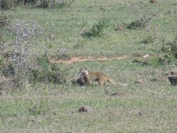 Image of Yellow Mongoose