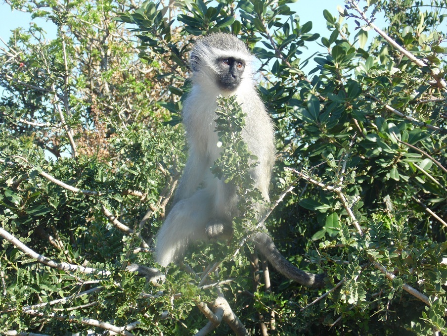 Image of Vervet Monkey