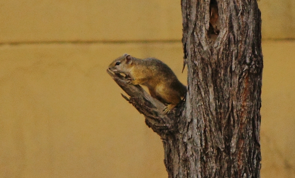 Image of Smith's Bush Squirrel