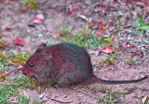 Image of Southern African Vlei Rat