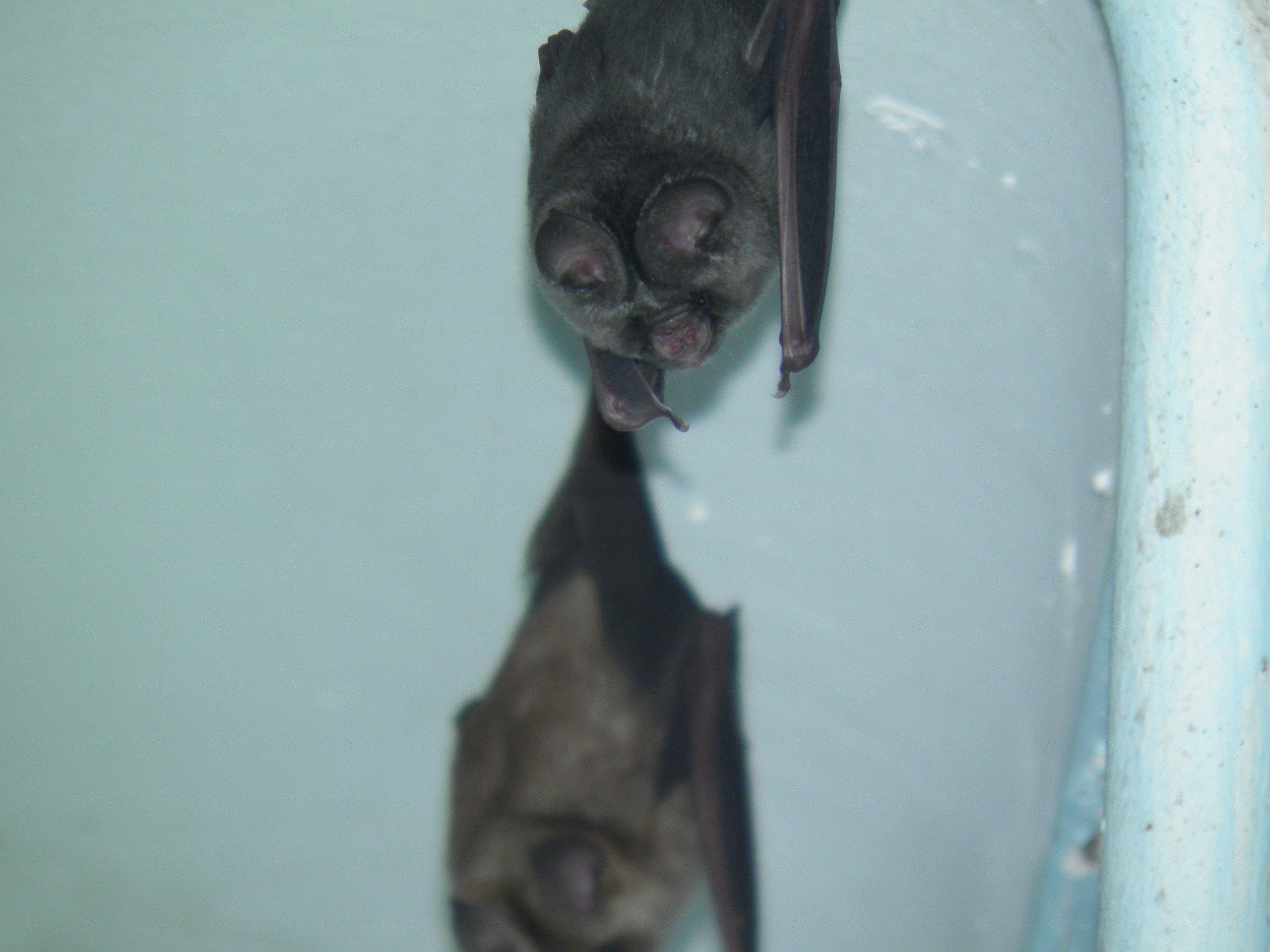 Image of Cape Leaf-nosed bat