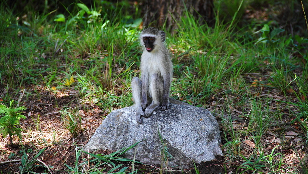 Image of Vervet Monkey