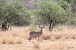 Image of Ellipsen Waterbuck