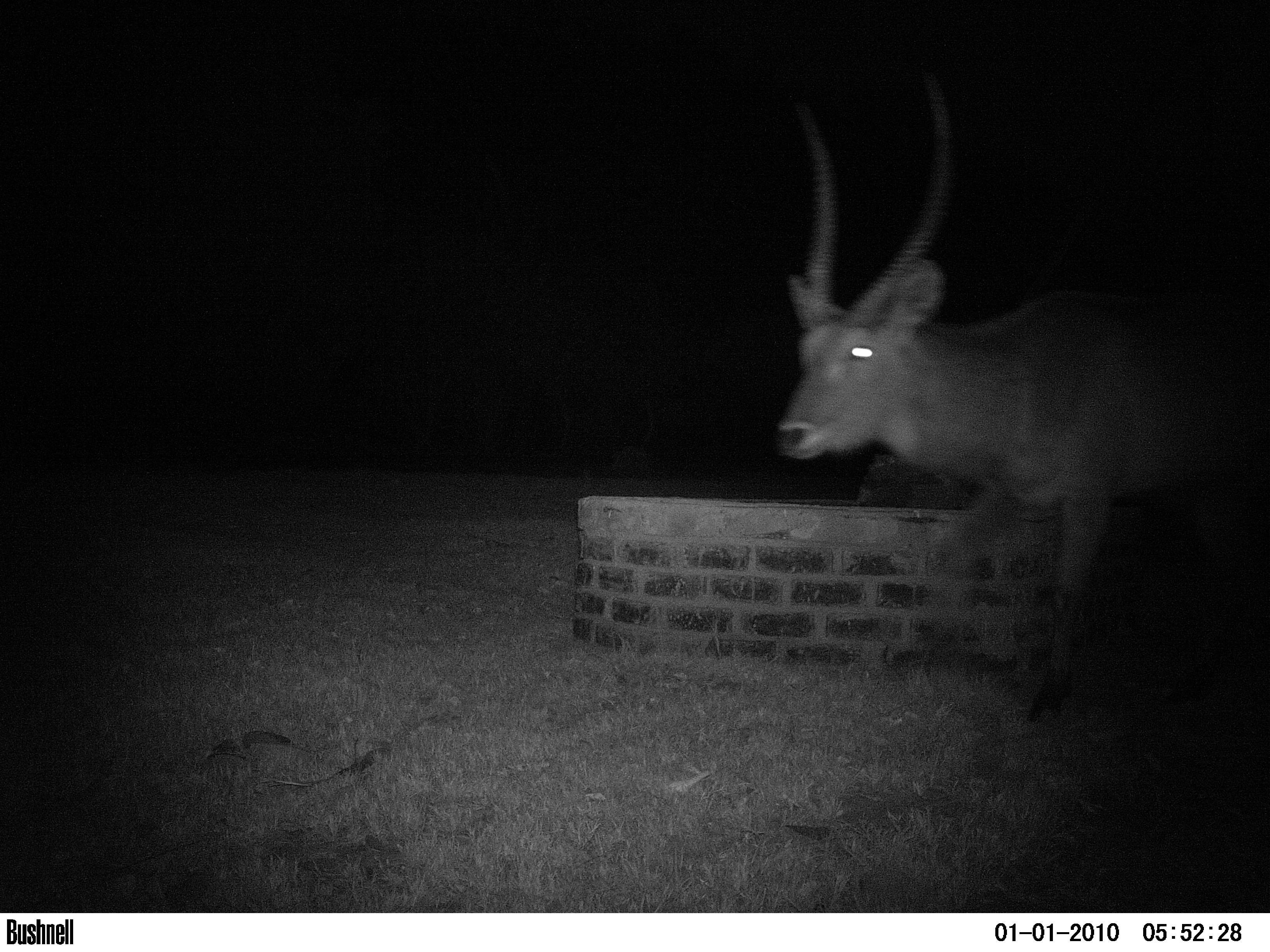 Image of Ellipsen Waterbuck