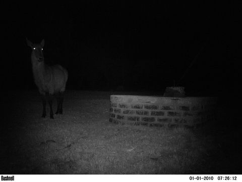 Image of Ellipsen Waterbuck