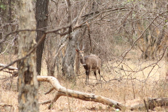 Image of Bushbuck