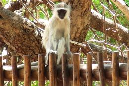 Image of Vervet Monkey