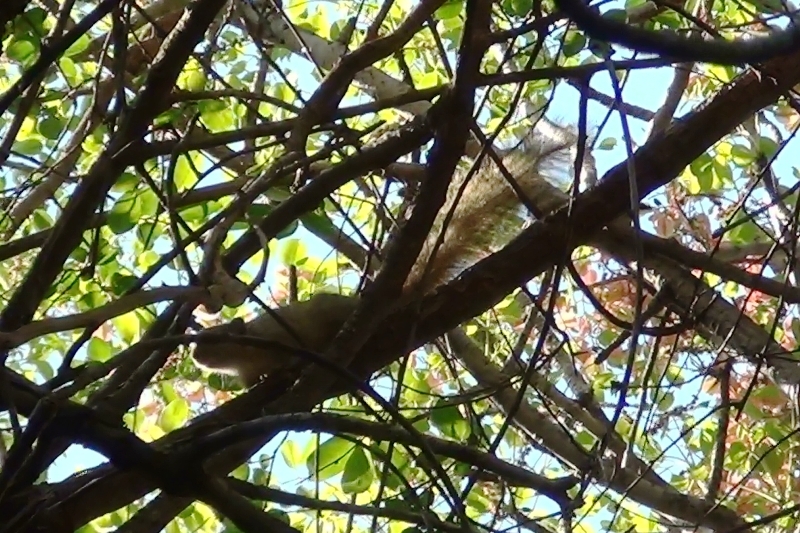 Image of Smith's Bush Squirrel