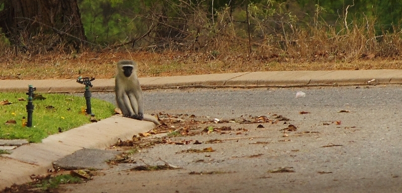 Image of Vervet Monkey