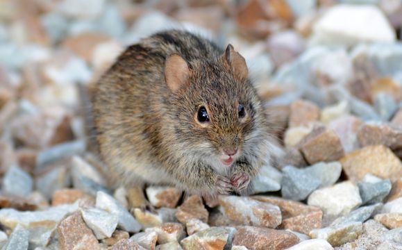 Image of Four-striped Grass Mouse