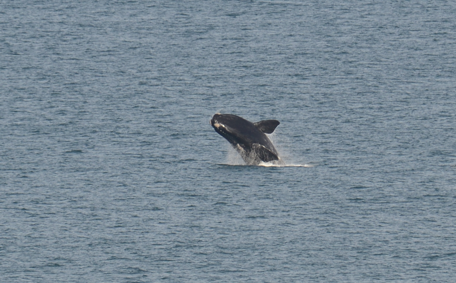 Image of Right whale