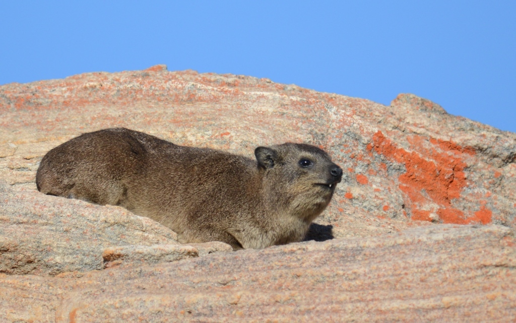 Image of Rock Hyrax