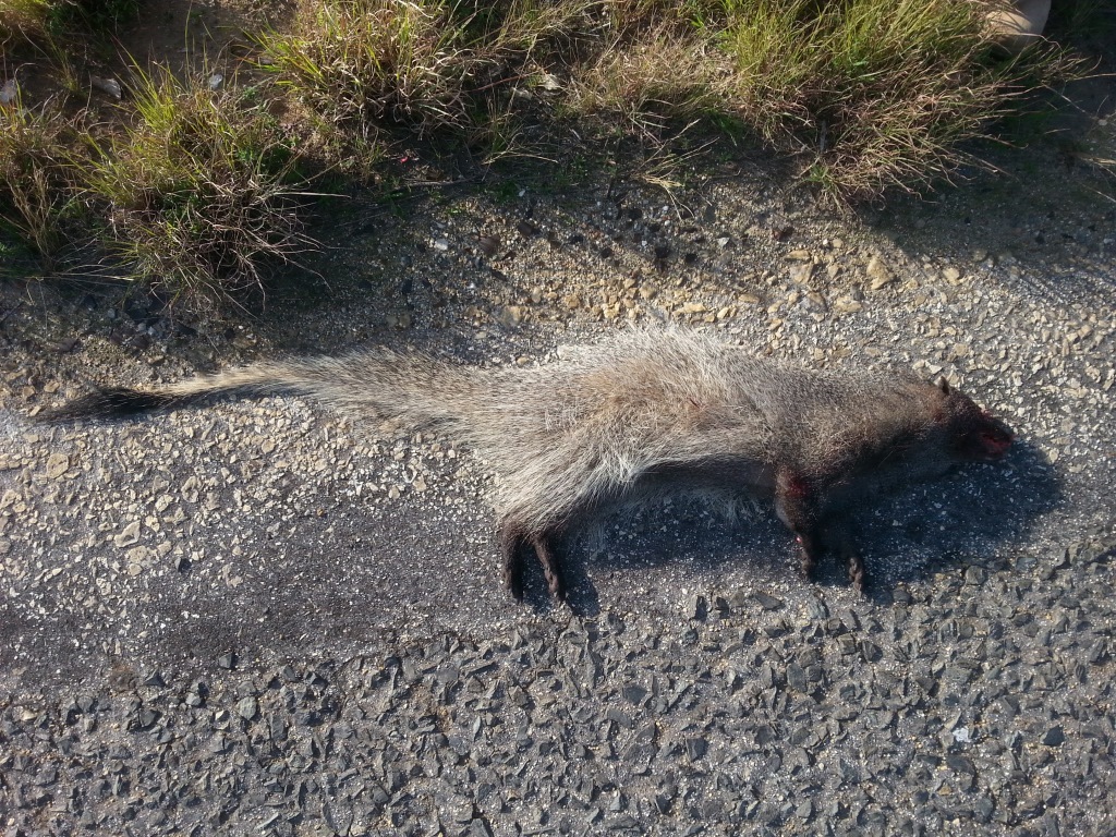 Image of Egyptian Mongoose