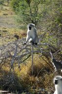 Image of Vervet Monkey