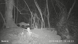 Image of African Porcupine