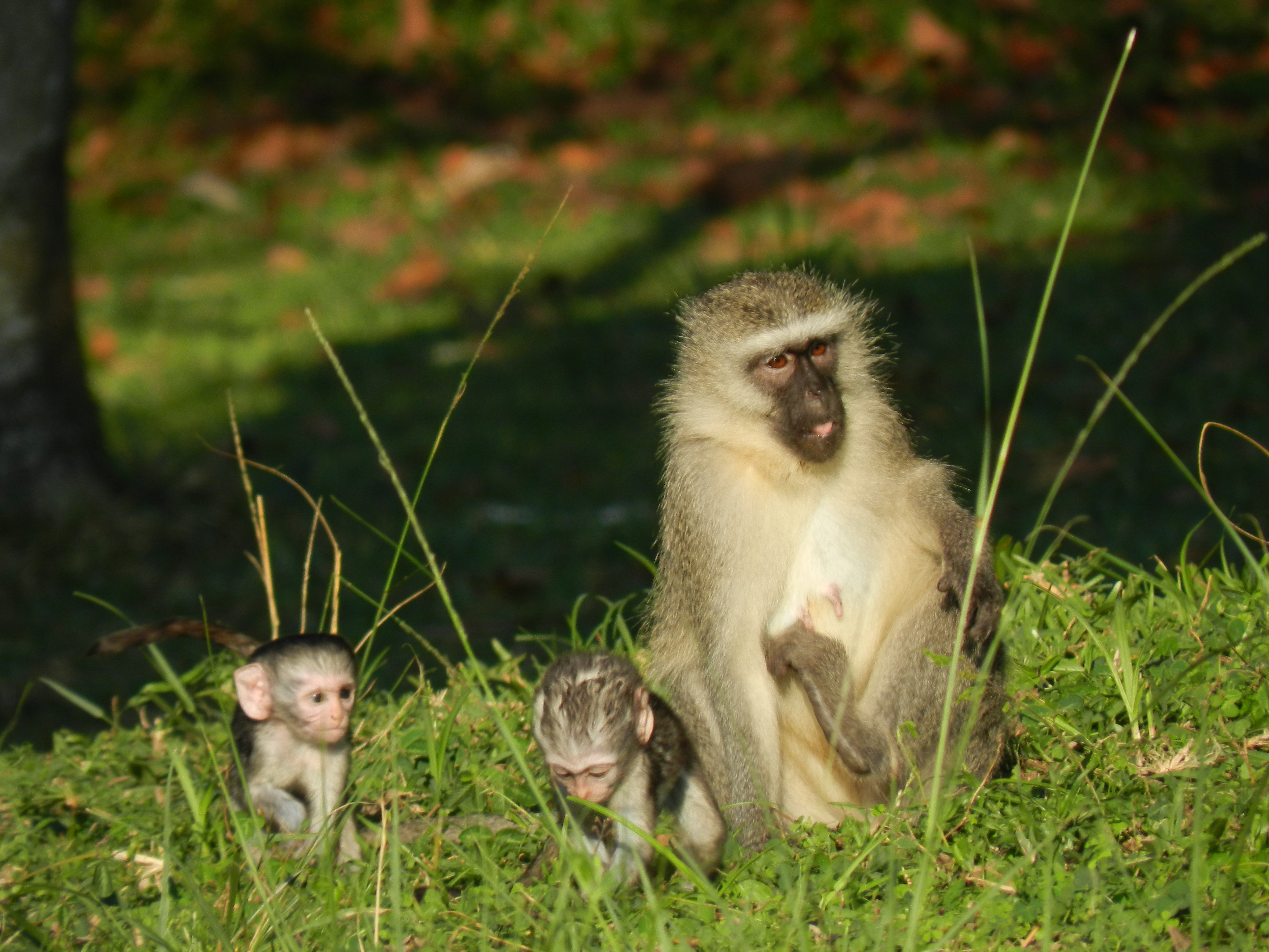 Image of Vervet Monkey