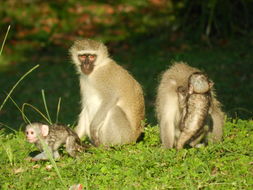 Image of Vervet Monkey