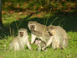 Image of Vervet Monkey