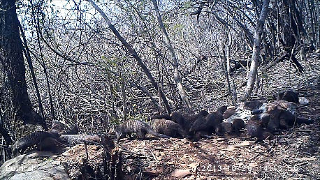 Image of Banded mongooses