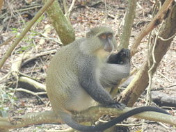 Image of Samango Monkey