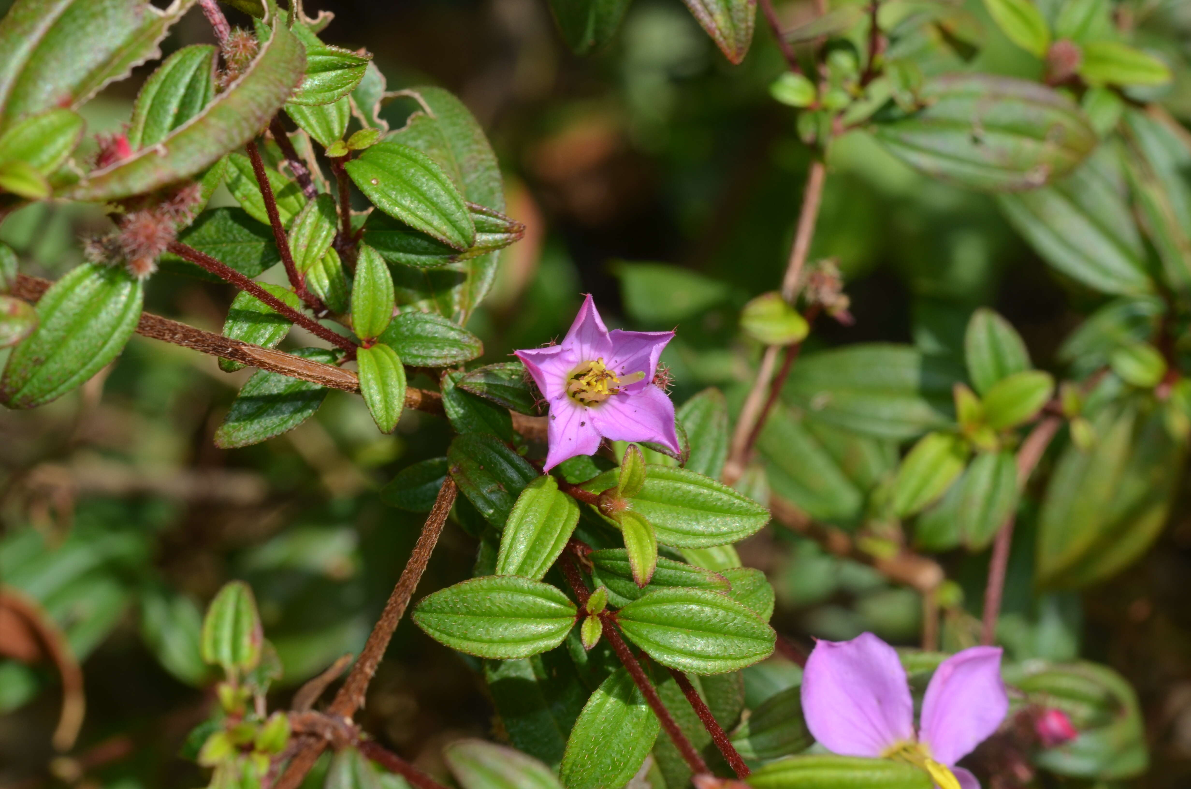 Osbeckia octandra (L.) DC.的圖片