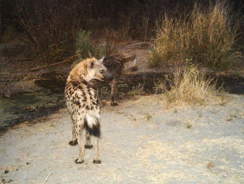 Image of Spotted Hyaenas