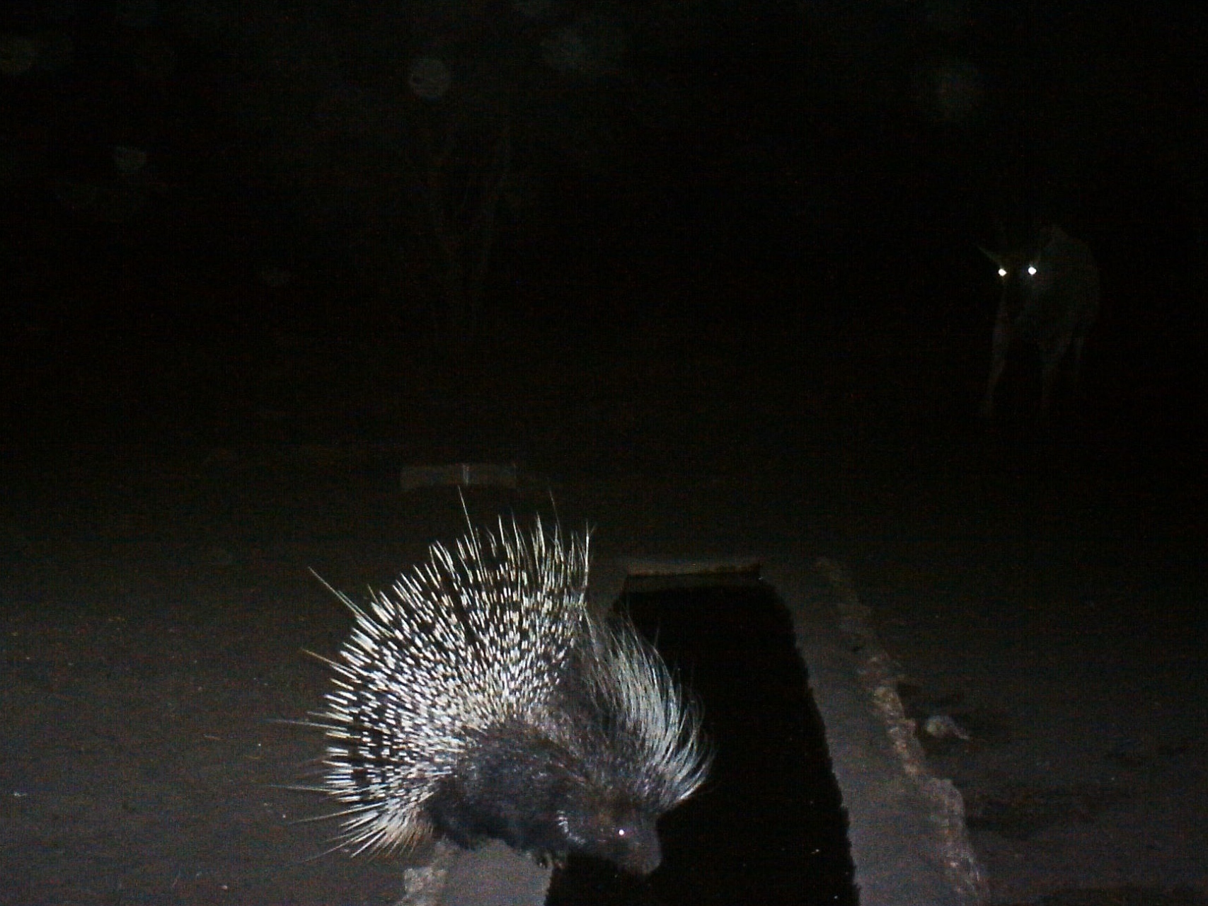 Image of African Porcupine