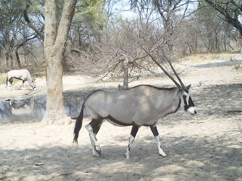 Image of Gemsbok