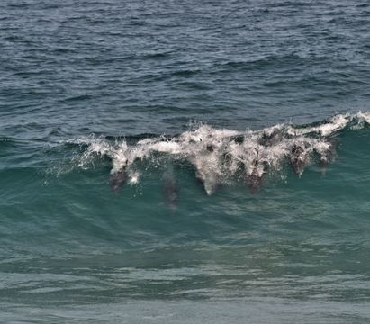 Image of Bottlenose Dolphin