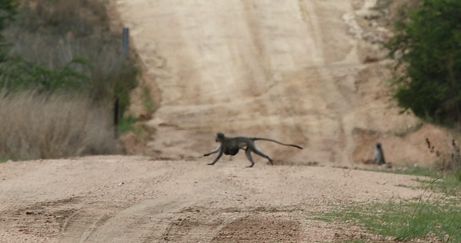 Image of Vervet Monkey