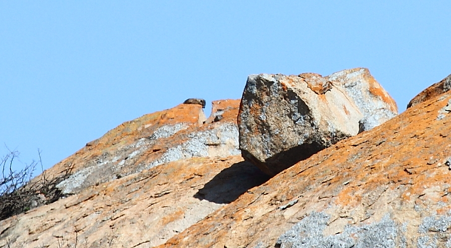 Image of Rock Hyrax