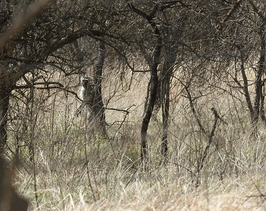 Image of Vervet Monkey