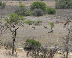 Image of Ellipsen Waterbuck