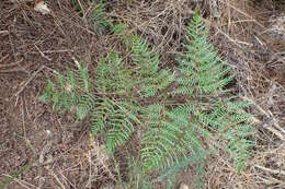 Image of Pteridium esculentum (G. Forst.) Nakai