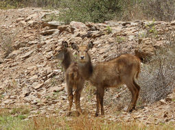 Image of Ellipsen Waterbuck