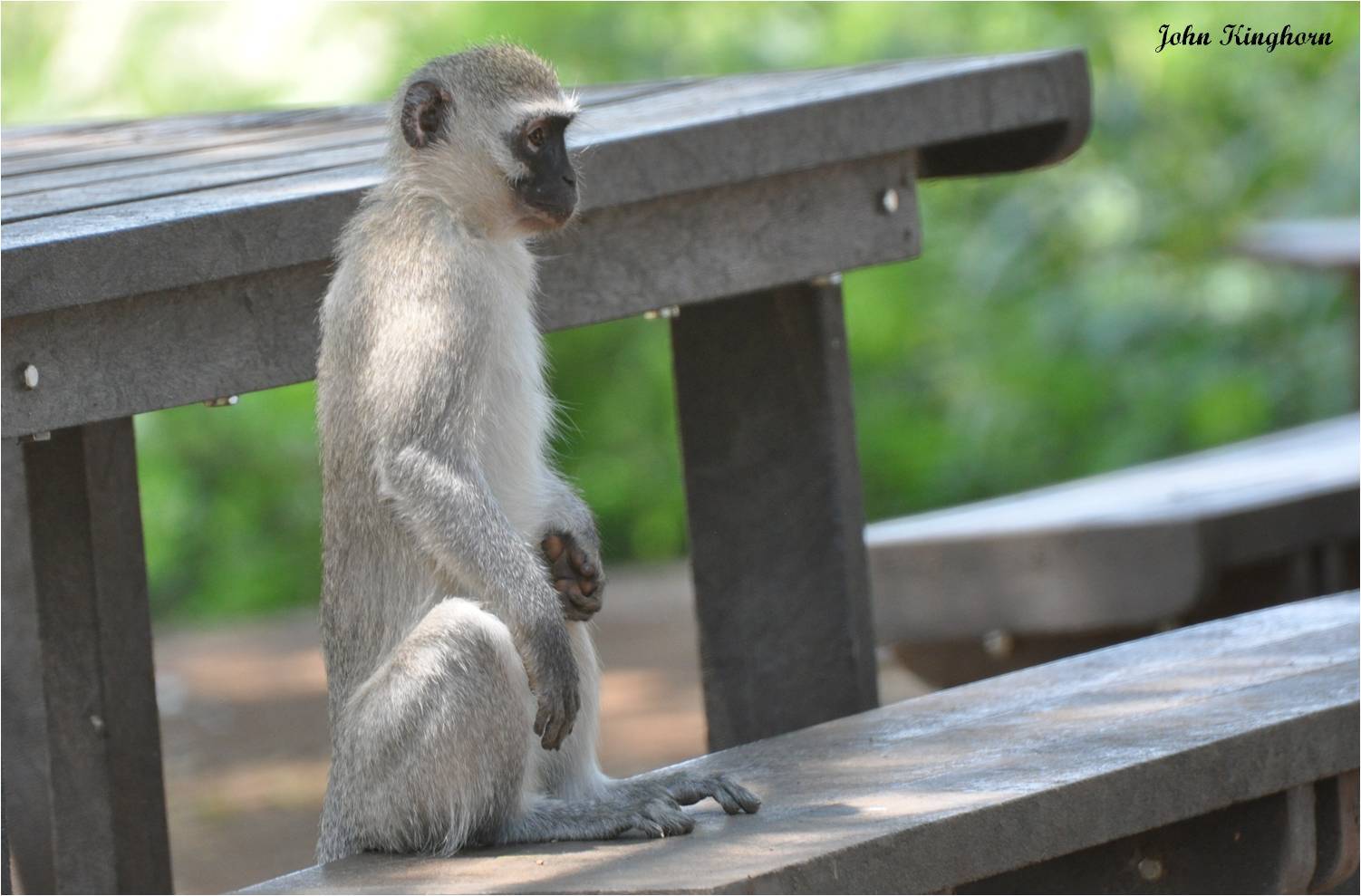 Image of Vervet Monkey