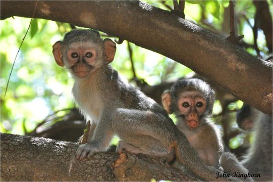 Image of Vervet Monkey