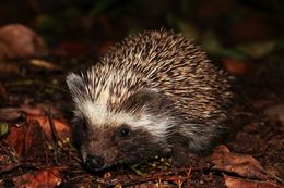 Image of South African Hedgehog