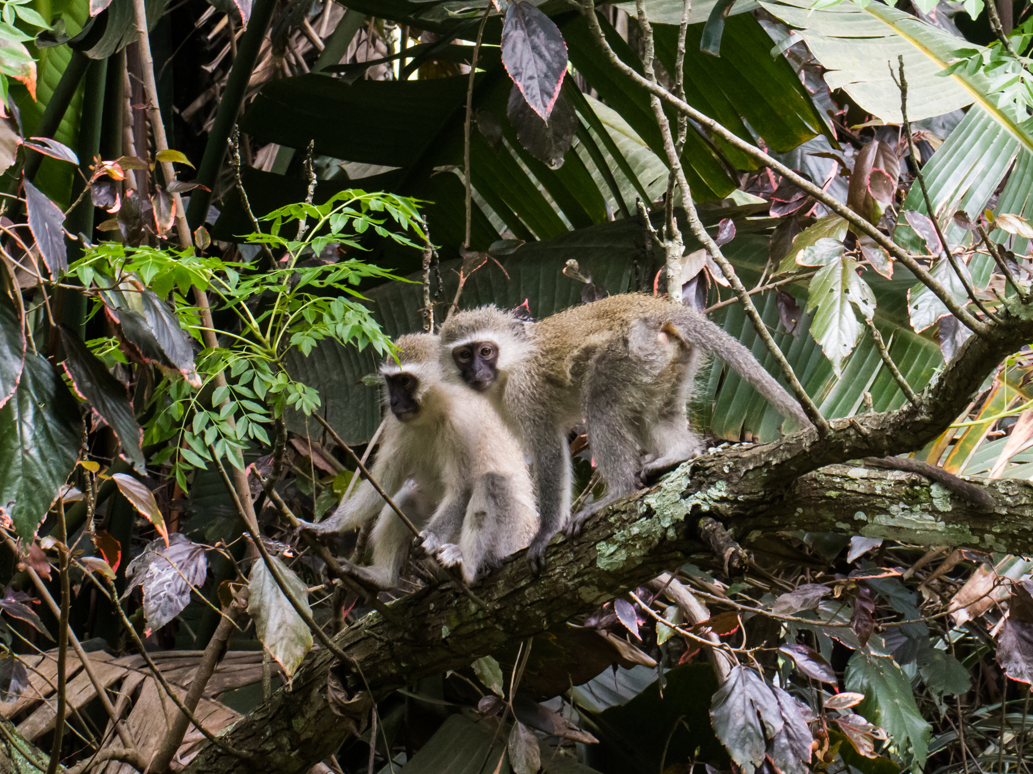 Image of Vervet Monkey