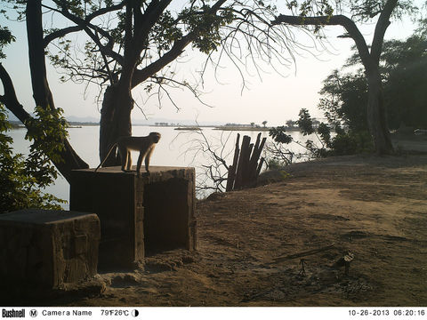 Image of Vervet Monkey