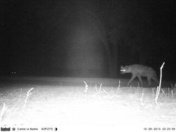 Image of Spotted Hyaenas