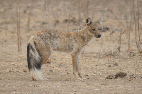 Image of Side-striped Jackal