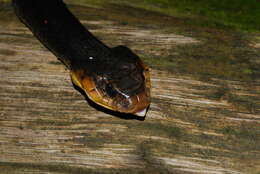 Image of Amazon False Fer-de-lance