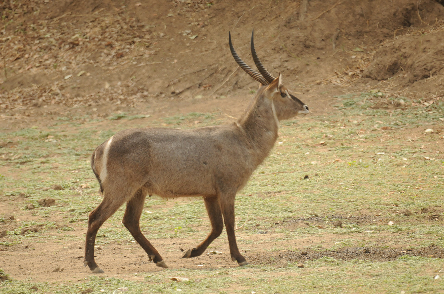 Image of Ellipsen Waterbuck