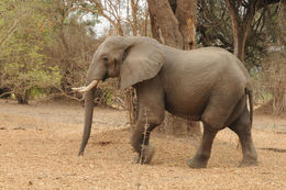 Image of African bush elephant