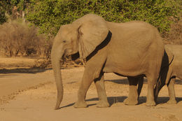 Image of African bush elephant