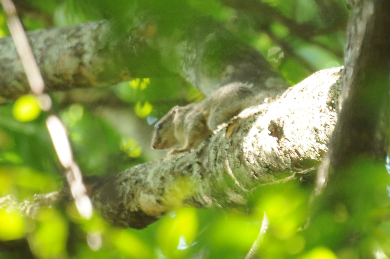 Image of Smith's Bush Squirrel